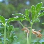 Ranunculus seguieri habit picture by Yoan MARTIN (cc-by-sa)