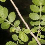 Bursera tomentosa leaf picture by Nelson Zamora Villalobos (cc-by-nc)