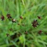 Juncus articulatus leaf picture by Colette Dorion (cc-by-sa)