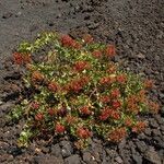 Rumex lunaria habit picture by Carlos Villasante (cc-by-sa)