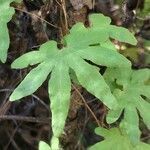 Lygodium palmatum leaf picture by Tom Jones (cc-by-sa)