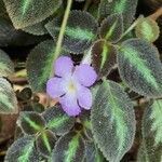 Episcia lilacina flower picture by Erasmo Silva Espinoza (cc-by-sa)