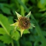 Geum urbanum fruit picture by zmei (cc-by-sa)