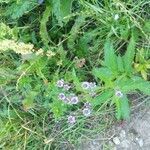 Verbena hastata habit picture by Joanna Lovell (cc-by-sa)