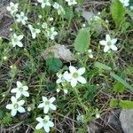 Saxifraga androsacea flower picture by orsatus (cc-by-sa)