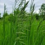 Bromus inermis leaf picture by Lyndon Chan (cc-by-sa)