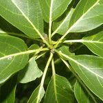 Cordia gerascanthus leaf picture by Nelson Zamora Villalobos (cc-by-nc)