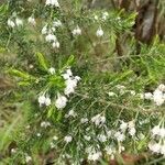 Erica lusitanica flower picture by Rut Fernández (cc-by-sa)