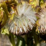 Senecio isabelis fruit picture by Fabien Anthelme (cc-by-sa)