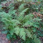 Athyrium filix-femina habit picture by Alain Bigou (cc-by-sa)