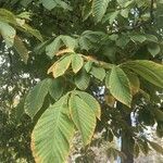 Aesculus hippocastanum leaf picture by alexandra (cc-by-sa)