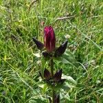 Gentiana pannonica flower picture by Claus-Dieter Seidel (cc-by-sa)