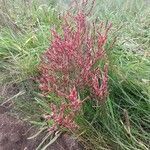 Salicornia europaea flower picture by Harrie van Faassen (cc-by-sa)