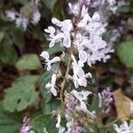 Plectranthus ciliatus flower picture by Ball Darren (cc-by-sa)