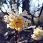 Edgeworthia chrysantha flower picture by K O (cc-by-sa)