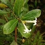 Gaertnera vaginata flower picture by Schnittler Martin (cc-by-sa)