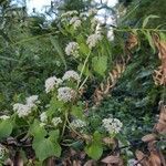 Mikania scandens habit picture by Chris Griggs (cc-by-sa)