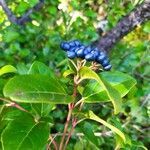 Viburnum tinus habit picture by Pascale (cc-by-sa)