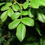 Rosa corymbifera leaf picture by Emanuele Santarelli (cc-by-sa)