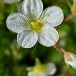 Saxifraga hariotii flower picture by Giode Tonpino (cc-by-sa)