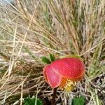 Ranunculus gusmannii flower picture by Gabriel OLLIVIER (cc-by-sa)