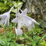 Hosta plantaginea flower picture by Steve Loben (cc-by-sa)