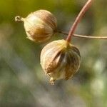 Linum alpinum fruit picture by Francois Mansour (cc-by-sa)