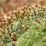 Plantago albicans habit picture by Sans Attaches (cc-by-sa)