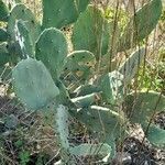 Opuntia megapotamica leaf picture by Trap Hers (cc-by-sa)