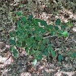 Ilex aquifolium habit picture by Jean-Marie Frenoux (cc-by-sa)