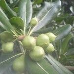 Pittosporum tobira fruit picture by Fernandez Cusachs Marc (cc-by-sa)