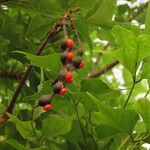 Erythrina lysistemon fruit picture by Herwig Mees (cc-by-sa)