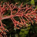 Palicourea triphylla flower picture by Nelson Zamora Villalobos (cc-by-nc)