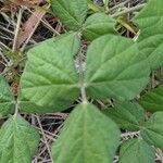 Macroptilium atropurpureum leaf picture by Jesse Denham (cc-by-sa)