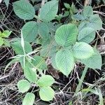 Rubus urticifolius habit picture by Trap Hers (cc-by-sa)