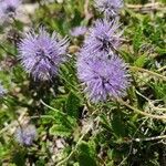 Globularia nudicaulis flower picture by Gritti Andrea (cc-by-sa)