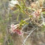 Gochnatia glutinosa flower picture by Trap Hers (cc-by-sa)