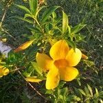 Allamanda cathartica flower picture by Rodríguez Ariel R. (cc-by-sa)