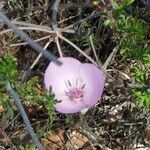 Calochortus splendens flower picture by Lisa J (cc-by-sa)