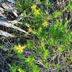 Hypericum fasciculatum flower picture by Irma Torres (cc-by-sa)