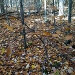 Hamamelis virginiana habit picture by Matthias Foellmer (cc-by-sa)