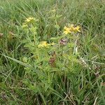 Hypericum tetrapterum habit picture by Sylvain Piry (cc-by-sa)