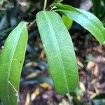 Sapium haematospermum leaf picture by Rodrigo Pampin (cc-by-sa)