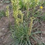 Plantago alpina habit picture by Jean-Marie Frenoux (cc-by-sa)