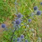 Eryngium planum habit picture by Radu Nicolau (cc-by-sa)