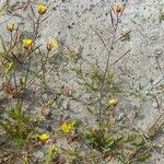 Diplotaxis muralis habit picture by Pierre LEON (cc-by-sa)