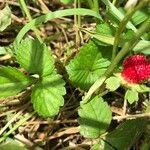 Potentilla indica habit picture by Pascal Roche (cc-by-sa)