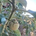 Solanum torvum fruit picture by barros teixeira natalia (cc-by-sa)