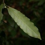 Brunfelsia guianensis leaf picture by Jean-François Molino (cc-by-sa)