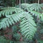 Cyathea arborea habit picture by Daniel Barthelemy (cc-by-sa)